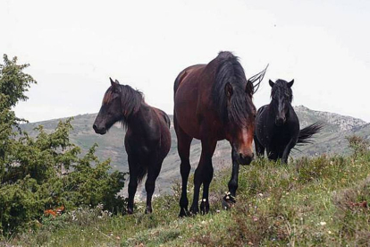 Équidos pertenecientes a la cabaña losina de Pancorbo, utilizados para la monta.-GERARDO GONZÁLEZ