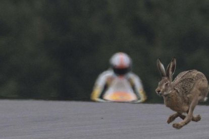Una liebre cruza la pista de Spielberg, durante los entrenamientos de hoy del GP.-MIRCO LAZZARI