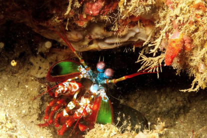 Mantis, un singular ser de extraordinarios colores.-LIVINGSTONE DIVERS BURGOS