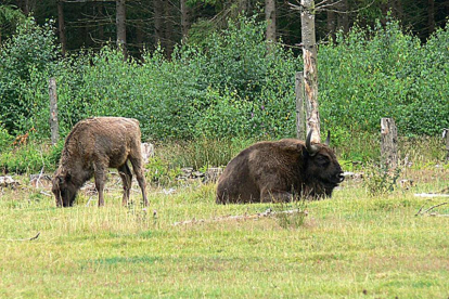 El parque burgalés cuenta ya con 4 bisontes, dos machos y dos hembras.-ECB