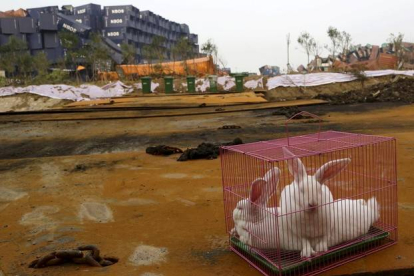 Una caja con conejos dejada en la zona de la explosión para probar si hay riesgo de morir.-CHINA STRINGER NETWORK / REUTERS