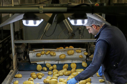 Uno de los trabajadores hace la última selección de las patatas, en uno de los lineales de producción.-J. M. LOSTAU