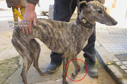 Imagen de un perro con la pierna fracturada.-ECB