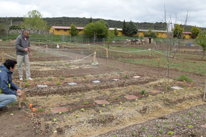 Proyecto ‘Huertos Sostenibles’, en Covarrubias en que por el momento se cultivan lechugas, cebollas y patatas. ICAL