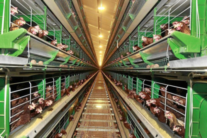 Gallinas ponedoras alojadas en jaulas en una de las naves de una granja avícola de la provincia de Palencia.-J.M.LOSTAU