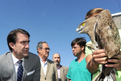 Juan Carlos Suárez-Quiñones observa un ejemplar de águila culebrera.-ISRAEL L. MURILLO