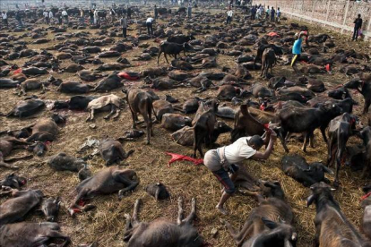 Matanza de búfalos para el festival de Gadhimai en el pueblo de Bariyapur , Nepal-Foto:   AFP / ROBERTO SCHMIDT