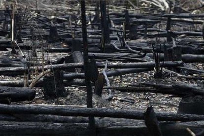 Restos de árboles quemados luego de los incendios en la Amazonia.-EFE