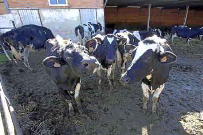 Explotación de vacuno de leche en un municipio de Castilla y León.-ICAL