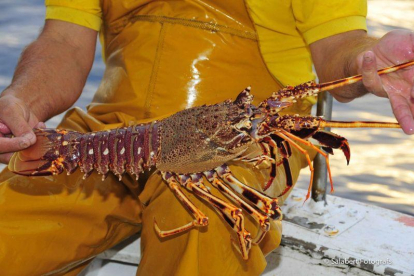 El restaurante Charlottes Legendary Lobster Pound prefiere colocar con marihuana a las langostas antes de cocinarlas-FACEBOOK