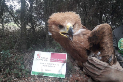 Personal de la Junta rescata un pollo de águila imperial en la comarca de Aranda de Duero. JUNTA DE CASTILLA Y LEÓN