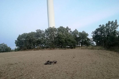 El animal es un ejemplar adulto y anillado, y se encontró en la mañana junto a uno de los molinos.-ECB