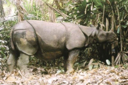 Un rinoceronte de Java.-WWF