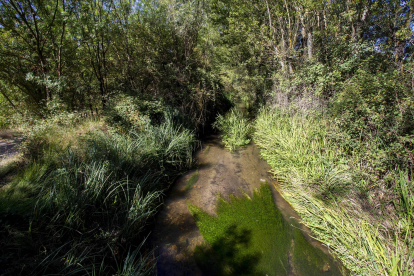Detalle de algas en el Humedal de Fuentes Blancas, en Burgos. SANTI OTERO