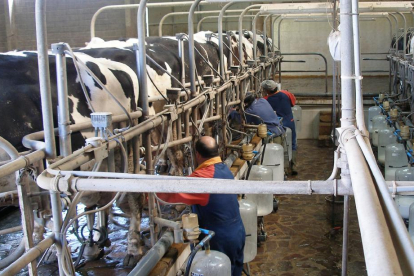 Trabajadores realizan labores de ordeño en una explotación de vacas frisonas de la Comunidad.-departamento producción animal Facultad Veterinaria de León