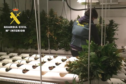 Instalaciones para el cultivo de marihuana que han sido desmanteladas.-Guardia Civil