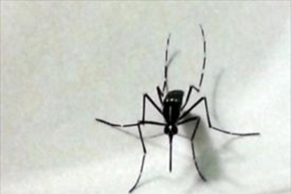 -MOSQUITO ALERT