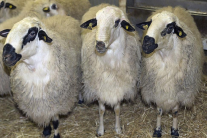 Rebaño de ovejas en una explotación de la provincia de Palencia antes de iniciarse las labores de ordeño. /-ICAL