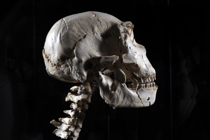 Cráneo 5 con vertebras cervicales que ya puede verse en el Museo de la Evolución. JAVIER TRUEBA