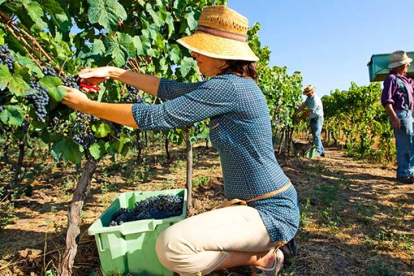 Noventa bodegas han iniciado ya las tareas de recogida.-L. V.