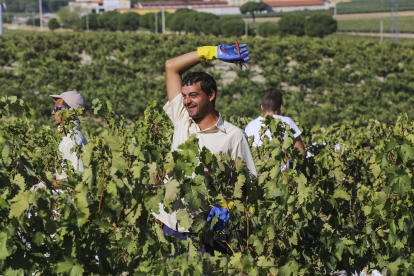 Aunque ya se han recolectado 95 millones de kilos de uva, todavía queda mucho por vendimiar. ICAL