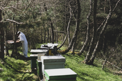 Jalea Rural es un proyecto asentado en Pradolunego que quiere poner en valor la importancia de las abejas. JALEA RURAL