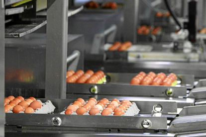 Instalaciones de la granja Pinilla en la provincia de Valladolid, uno de los productores integrados en la Plataforma comercial.-E. M.