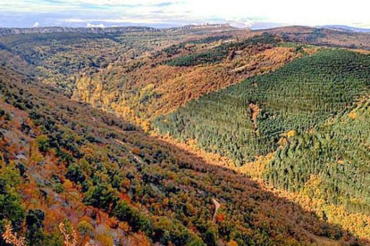El valle de Zamanzas está rodeado de masa boscosa en la que coexiste una gran variedad de especies arbóreas.-ECB