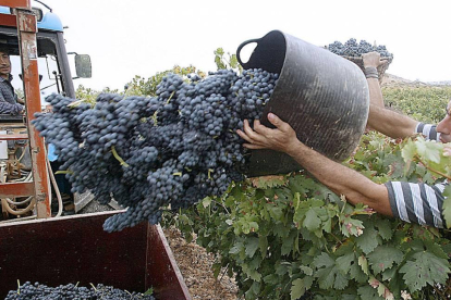Recogida de uva en la comarca del Arlanza.-ECB