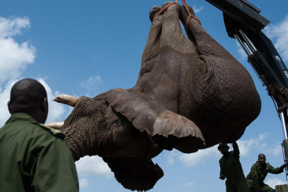 Los efectivos de la reserva natural de Kenia cargan un cadáver de elefante en un camión.-PHIL MOORE