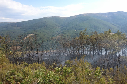 Arbolado afectado por el incendio en Pineda de la Sierra. @AT_Brif