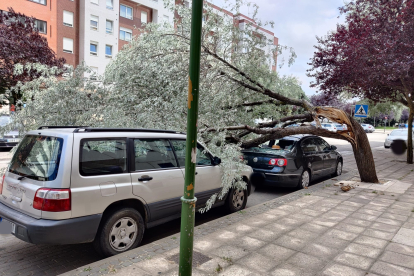 Imagen del árbol caído en la calle Alfonso XI. POLICÍA LOCAL
