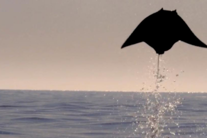 Rayas voladoras captadas en el golfo de California-BBC / DISCOVERY