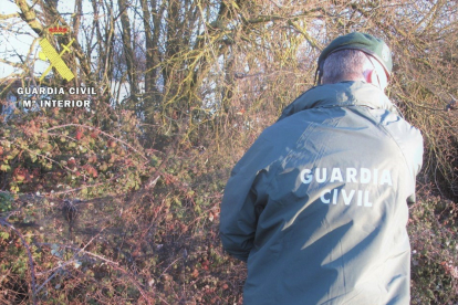 Agentes del Seprona retiraron la red en la que había 12 pájaros muertos. ECB