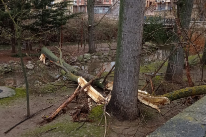 El viento derribó un árbol de grandes proporciones en la zona de los patos. L. V.