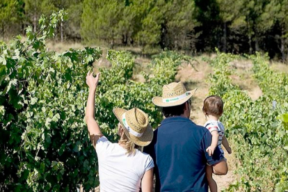 La Ruta del Vino pretende aumentar el turismo enológico. ECB