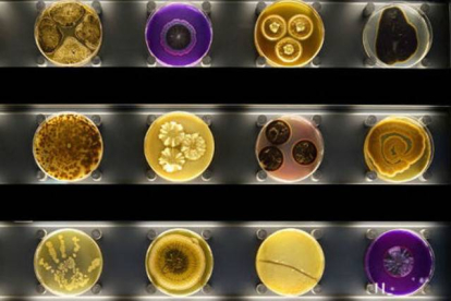 Diversos microorganismos, en cajas de Petri, en el zoo de Micropia.-