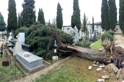 Imagen de ayer del árbol caído sobre las tumbas del cementerio de SanJosé.-ISRAEL L. MURILLO
