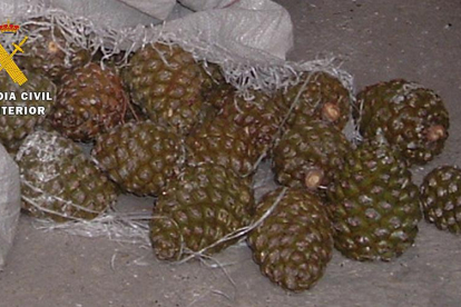 Piñas incautadas.-ECB