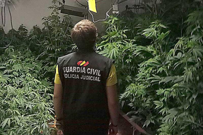 Un agente inspecciona la zona de plantación de la marihuana.-GUARDIA CIVIL