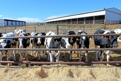 Granja de vacas en la provinvia de Valladolid.-M.C.