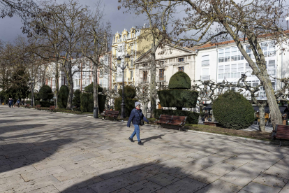 Cuatro de los ejemplares de acacia del Espolón están ubicados frente al Consulado del Mar. SANTI OTERO