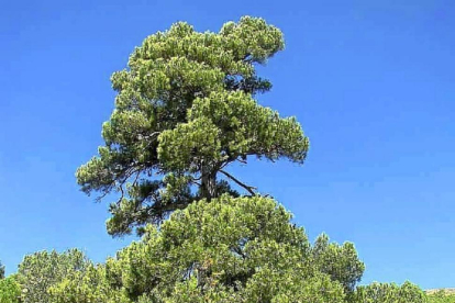 Imagen del impresionante ejemplar de pino que compite este año por se el Árbol Europeo del Año.-L. P.