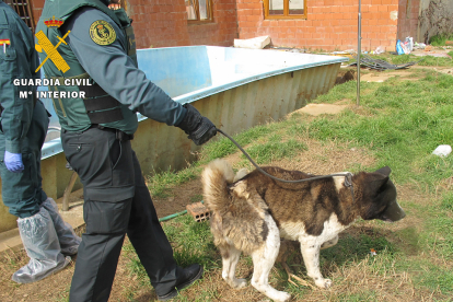 Un agente sujeta a un perro por la correa durante una de las inspecciones.