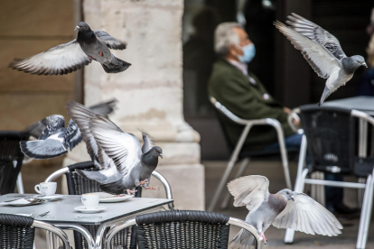 Varias palomas en una mesa de una cafetería de la Plaza Mayor. SANTI OTERO