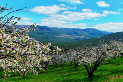 Los almendros ya están en flor en Poza de la Sal y en el Valle de las Caderechas los cerezos alcanzarán su máximo esplendor hacia finales de abril.  E. RIVERO / DIPUTACIÓN DE BURGOS