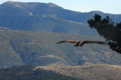 Trece hembras y siete machos que vuelan ya libres se suman a los más de cincuenta buitres negros liberados en la Sierra de la Demanda. ECB