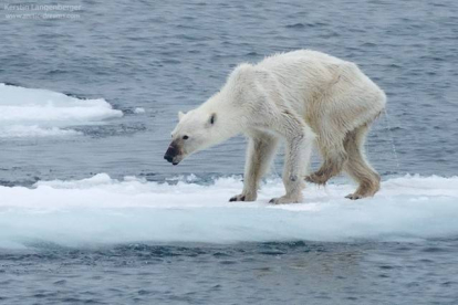 Imagen del oso polar desnutrido compartida por Kerstin Langenberger.-KERSTIN LANGENBERGER/FACEBOOK