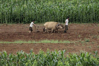 Corea del Norte ha registrado su peor cosecha en los últimos diez años.-AP