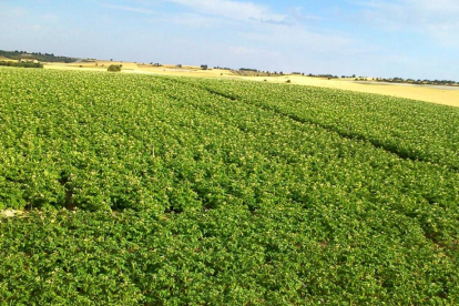 Parcela de patatas en una explotación de Valladolid. En la campaña pasada la superficie de siembra se redujo un 7% Castilla y León.-E. M.